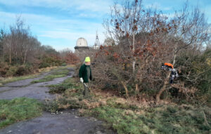 Photo of a volunteer clearing birch and gorse near the Observatory