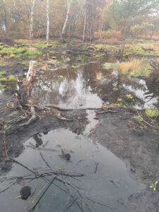 Photo of the "Witches Pond" area